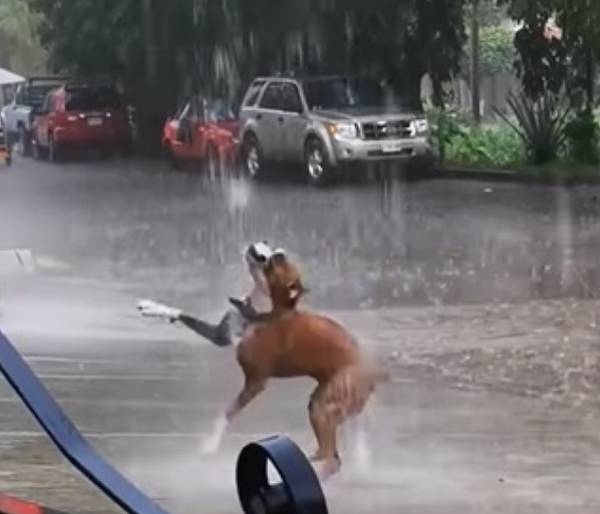 cachorro-se-diverte-na-chuva