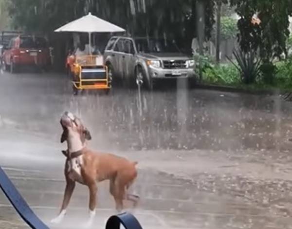 cachorro-se-diverte-na-chuva