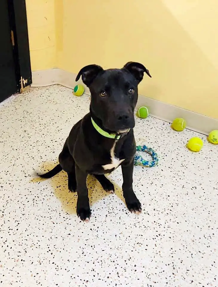 Cachorro milagrosamente sobrevive à eutanásia e acaba encontrando uma família Cachorro milagrosamente sobrevive à eutanásia e acaba encontrando uma família