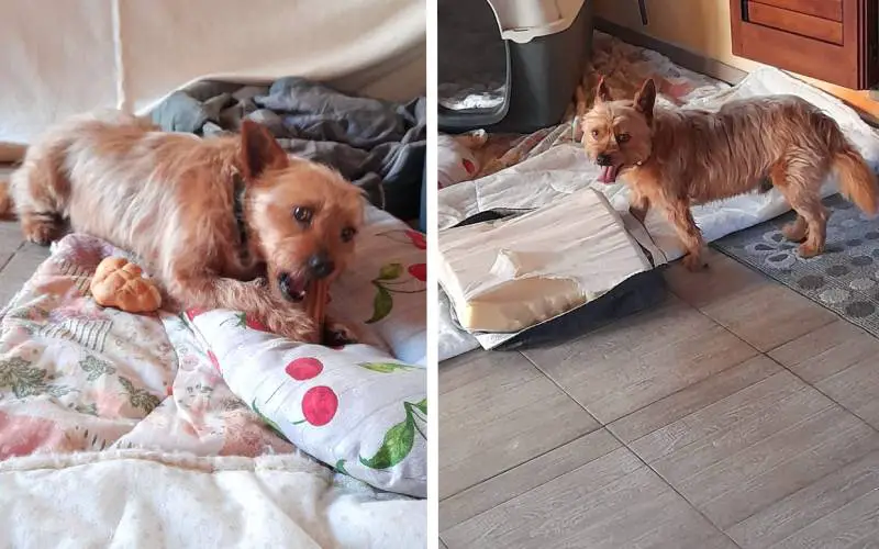 Cachorrinho caminha 3 quilômetros por dia para visitar o túmulo de seu melhor amigo cachorro-visita-tumulo-do-tutor-todos-os-dias