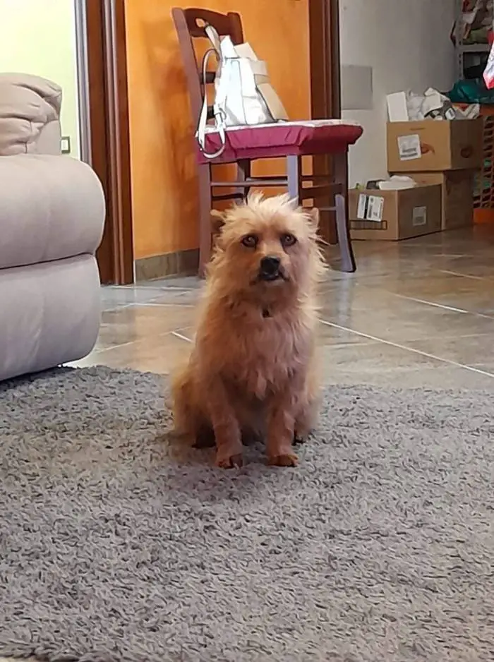 Cachorrinho caminha 3 quilômetros por dia para visitar o túmulo de seu melhor amigo cachorro-visita-tumulo-do-tutor-todos-os-dias