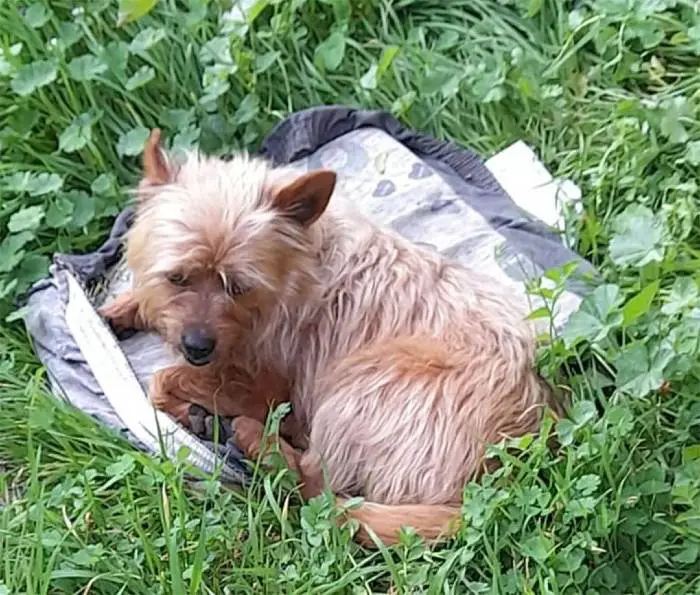 Cachorrinho caminha 3 quilômetros por dia para visitar o túmulo de seu melhor amigo cachorro-visita-tumulo-do-tutor-todos-os-dias