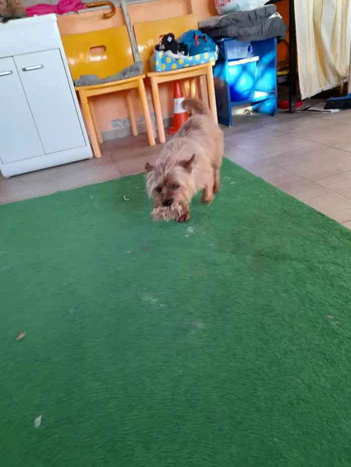 Cachorrinho caminha 3 quilômetros por dia para visitar o túmulo de seu melhor amigo cachorro-visita-tumulo-do-tutor-todos-os-dias