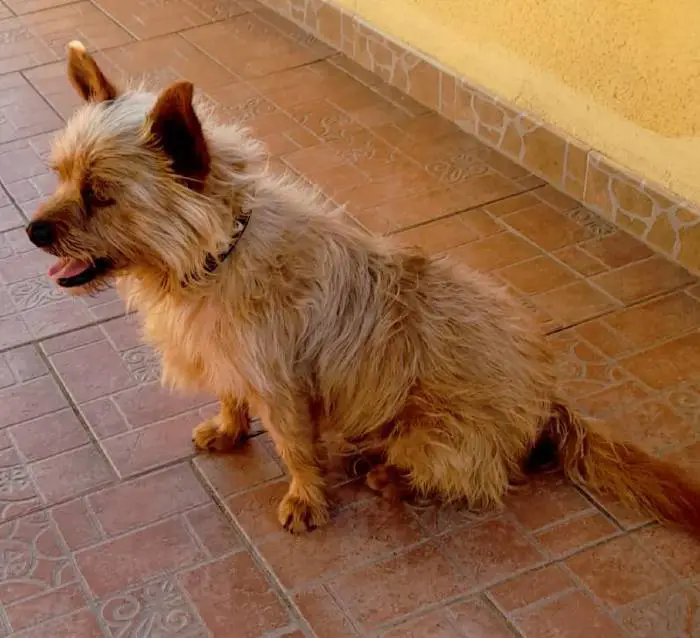 Cachorrinho caminha 3 quilômetros por dia para visitar o túmulo de seu melhor amigo cachorro-visita-tumulo-do-tutor-todos-os-dias