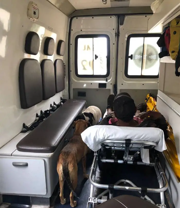 cachorros-acompanham-socorro-do-tutor-em-ambulancia