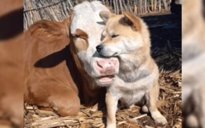 cachorros-orfaos-pedem-comida-a-uma-vaca