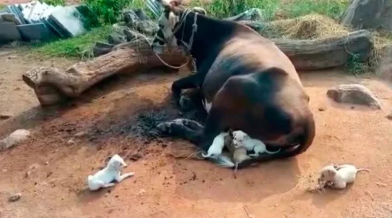 7 cachorrinhos órfãos se aproximam de uma vaca implorando para ser amamentados cachorros-orfaos-pedem-comida-a-uma-vaca