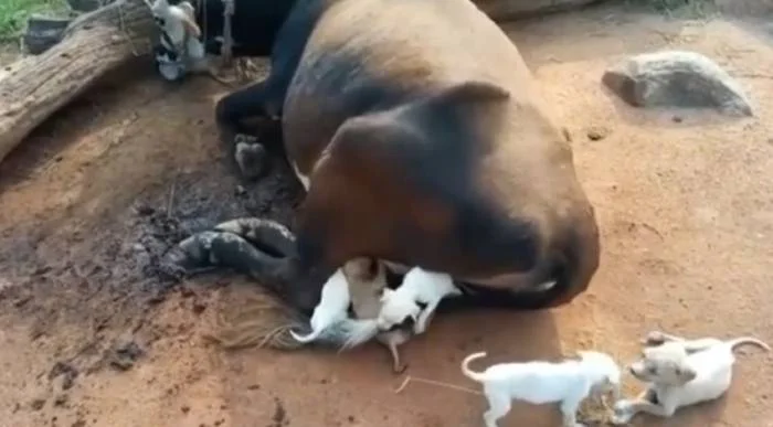 7 cachorrinhos órfãos se aproximam de uma vaca implorando para ser amamentados cachorros-orfaos-pedem-comida-a-uma-vaca