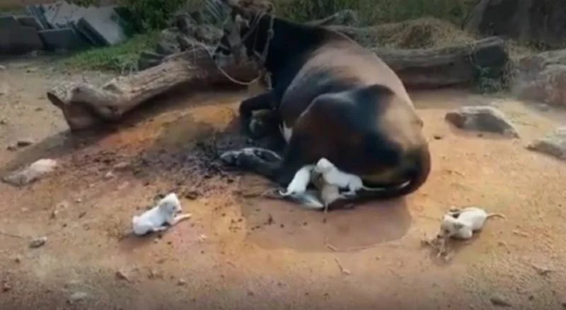 7 cachorrinhos órfãos se aproximam de uma vaca implorando para ser amamentados cachorros-orfaos-pedem-comida-a-uma-vaca
