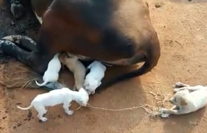 7 cachorrinhos órfãos se aproximam de uma vaca implorando para ser amamentados cachorros-orfaos-pedem-comida-a-uma-vaca