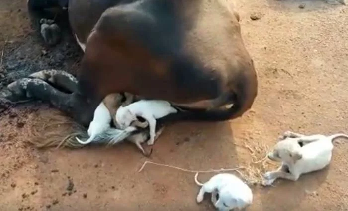 7 cachorrinhos órfãos se aproximam de uma vaca implorando para ser amamentados cachorros-orfaos-pedem-comida-a-uma-vaca