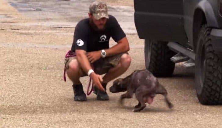 cadela-pitbull-pede-ajuda-para-salvar-os-filhotes