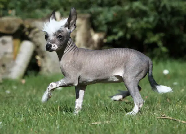 20 raças de cachorros mais 'estranhos' do mundo 20 raças de cachorros mais 'estranhos' do mundo