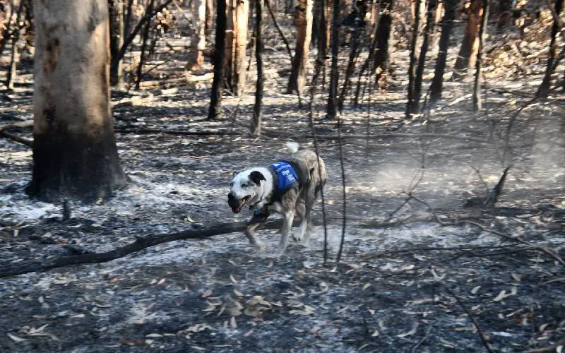 Cão herói que salvou coalas dos incêndios florestais é homenageado com prêmio internacional cao-que-salvou-coalas-e-homenageado-com-premio-internacional