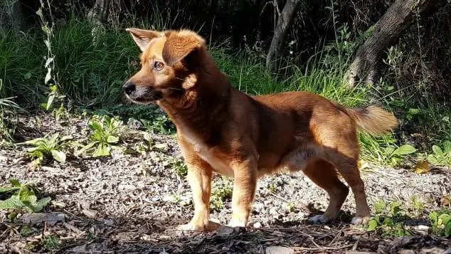 Cão resgatado salvou a vida de seu tutor durante uma inundação mortal e tem hotel com seu nome em sua homenagem cao-resgatado-salva-a-vida-do-tutor