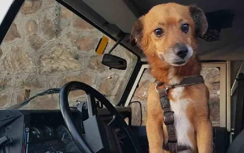 Cão resgatado salvou a vida de seu tutor durante uma inundação mortal e tem hotel com seu nome em sua homenagem cao-resgatado-salva-a-vida-do-tutor