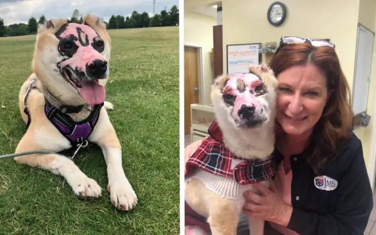 Cãozinho sobrevivente de incêndio se torna terapeuta para vítimas de queimaduras
