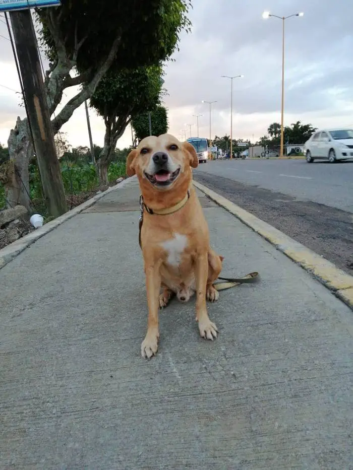 capitao-o-cachorro-que-passava-os-dias-amarrado