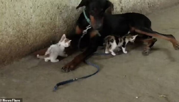 doberman-adota-tres-gatinhos-orfaos