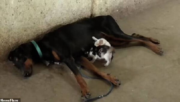 doberman-adota-tres-gatinhos-orfaos