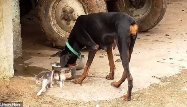 doberman-adota-tres-gatinhos-orfaos