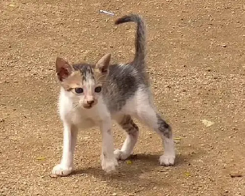 doberman-adota-tres-gatinhos-orfaos