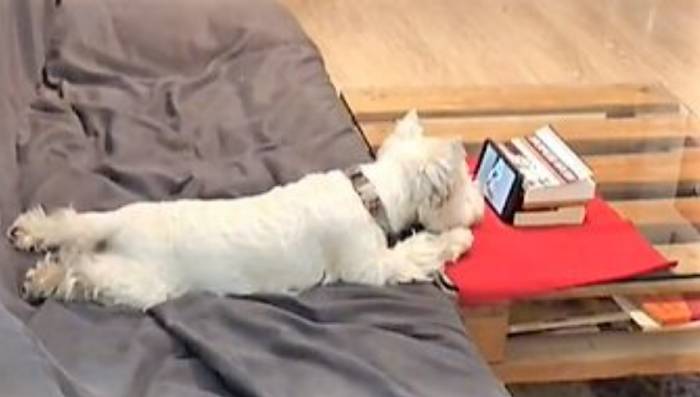 Cachorrinho apaixonado por vídeos parece uma criança assistindo no celular este-cachorrinho-e-fa-de-videos-online
