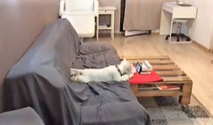 Cachorrinho apaixonado por vídeos parece uma criança assistindo no celular este-cachorrinho-e-fa-de-videos-online