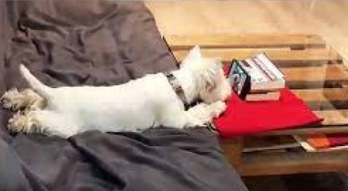 Cachorrinho apaixonado por vídeos parece uma criança assistindo no celular este-cachorrinho-e-fa-de-videos-online
