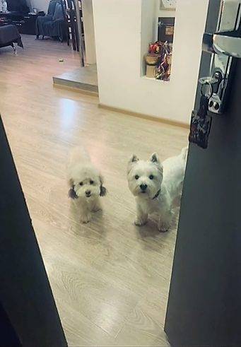 Cachorrinho apaixonado por vídeos parece uma criança assistindo no celular este-cachorrinho-e-fa-de-videos-online