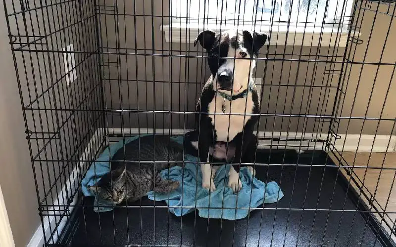 Este cachorro resgatado está convencido que é um gato este-cachorro-pensa-que-e-um-gato