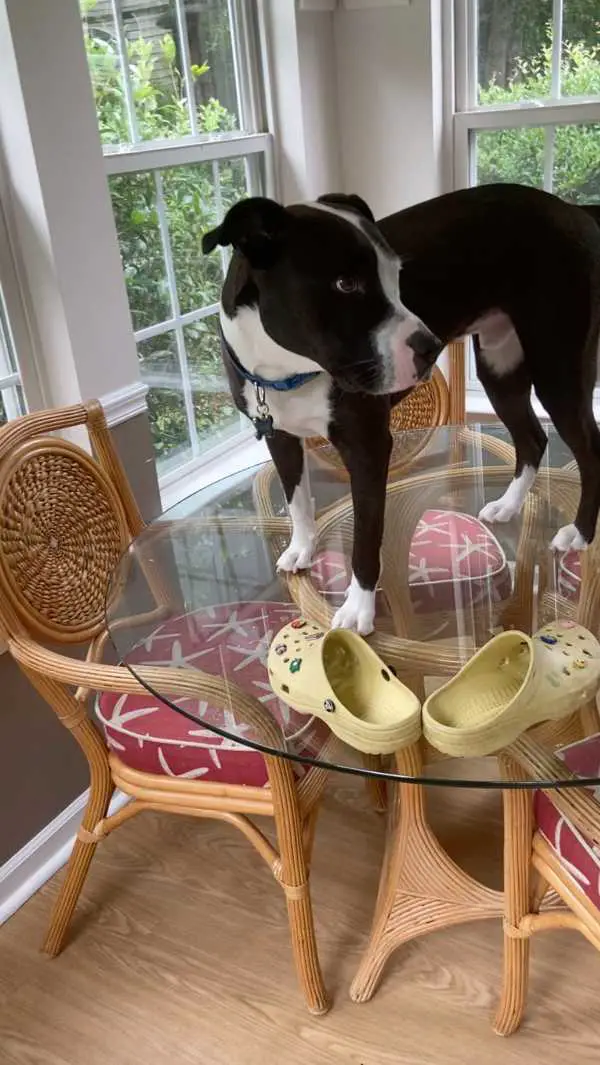 Este cachorro resgatado está convencido que é um gato este-cachorro-pensa-que-e-um-gato