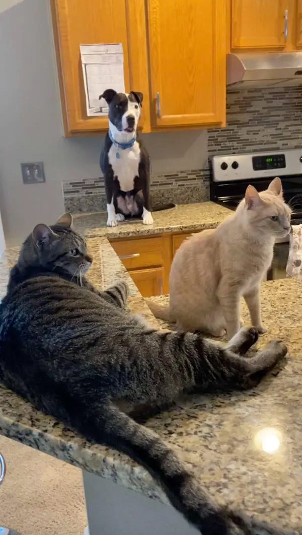 Este cachorro resgatado está convencido que é um gato este-cachorro-pensa-que-e-um-gato