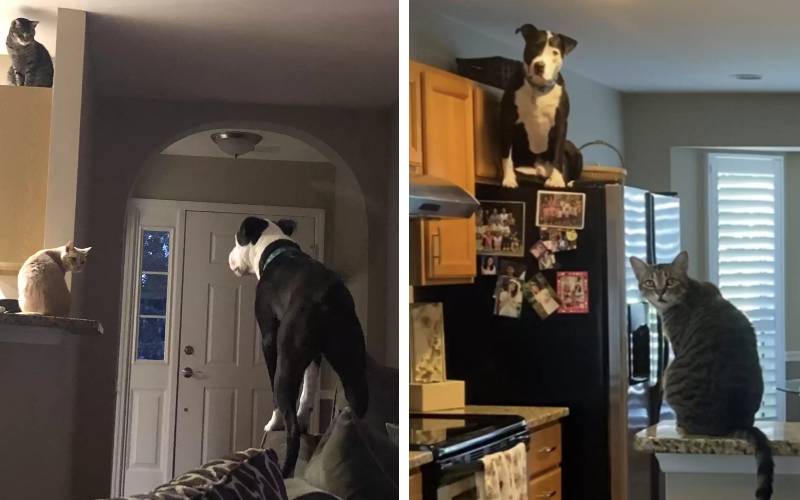 Este cachorro resgatado está convencido que é um gato este-cachorro-pensa-que-e-um-gato