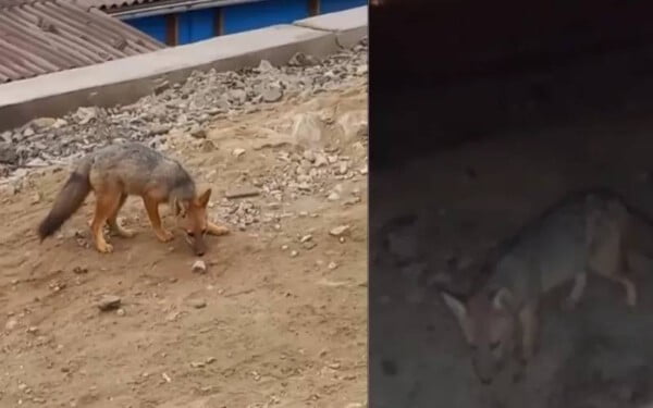 Acreditando que era um filhote de cachorro, família leva para casa uma raposa familia-compra-raposa-pensando-que-era-um-cachorro