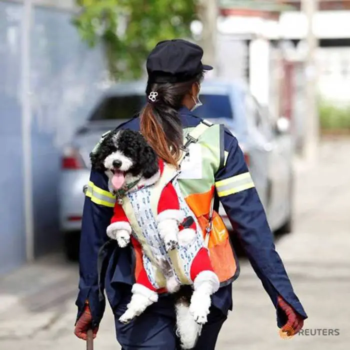 Gari leva cãozinho adotado todos os dias para fazer companhia enquanto limpa as ruas gari-trabalha-com-o-cachorro-a-tiracolo