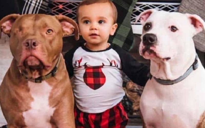 garotinho-doente-recebe-o-apoio-do-cachorro-da-familia