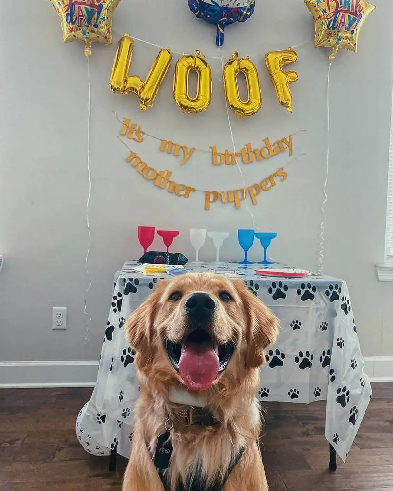 A família deste cachorro deu-lhe uma festa de aniversário surpresa golden-retriever-faz-aniversario-e-ganha-uma-festa-surpresa