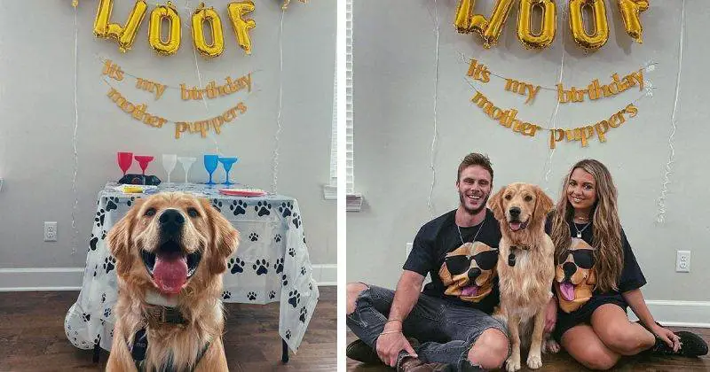 A família deste cachorro deu-lhe uma festa de aniversário surpresa golden-retriever-faz-aniversario-e-ganha-uma-festa-surpresa