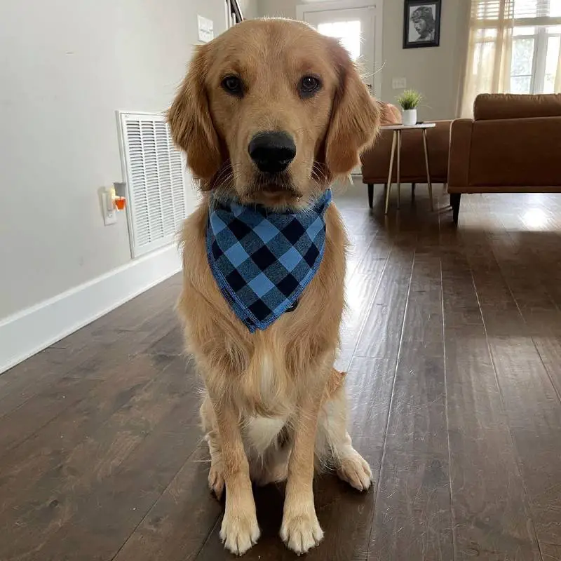 A família deste cachorro deu-lhe uma festa de aniversário surpresa golden-retriever-faz-aniversario-e-ganha-uma-festa-surpresa
