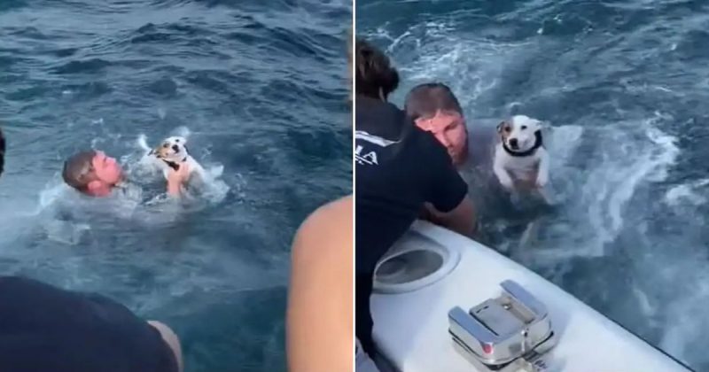 Grupo de amigos resgata cachorro que estava nadando em mar aberto grupo-de-amigos-resgata-cachorro-que-estava-nadando-em-mar-aberto