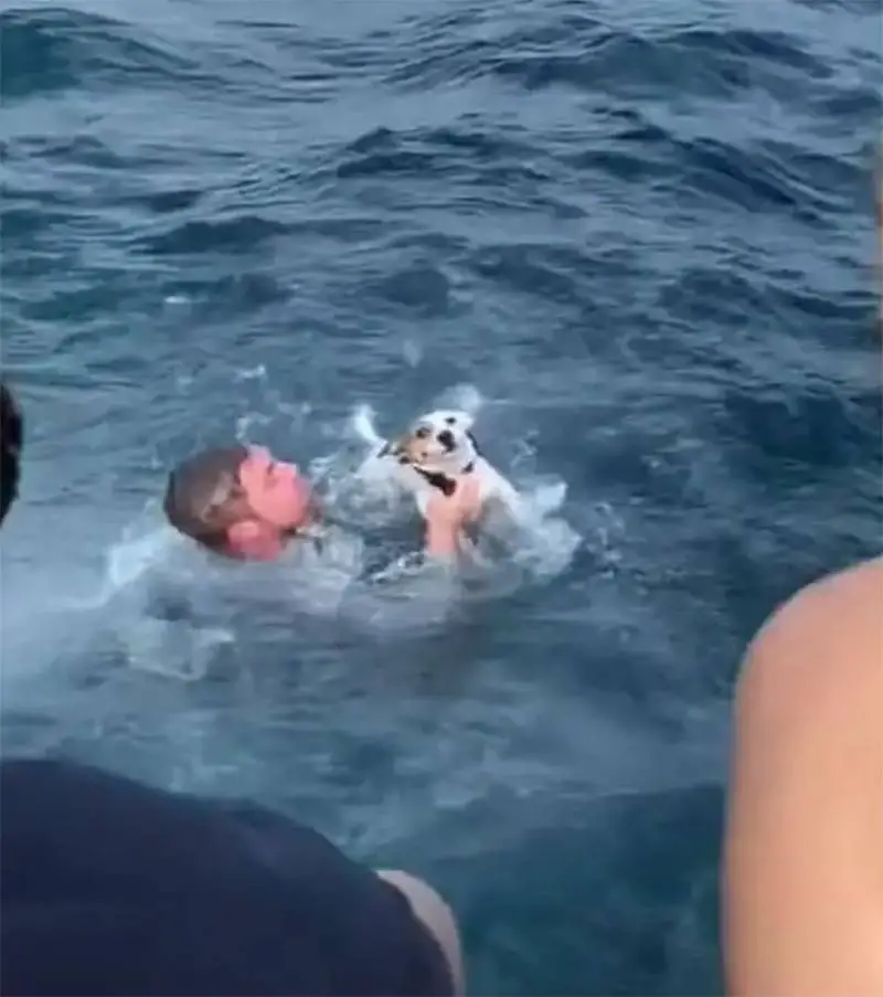Grupo de amigos resgata cachorro que estava nadando em mar aberto grupo-de-amigos-resgata-cachorro-que-estava-nadando-em-mar-aberto