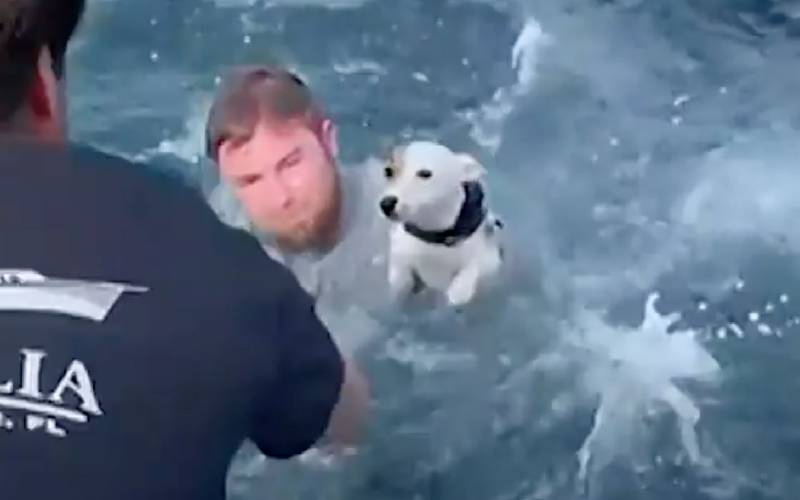 Grupo de amigos resgata cachorro que estava nadando em mar aberto grupo-de-amigos-resgata-cachorro-que-estava-nadando-em-mar-aberto