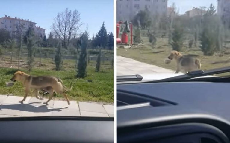 [VÍDEO] Homem vê cachorra com tigela na boca e tem uma surpresa ao segui-la