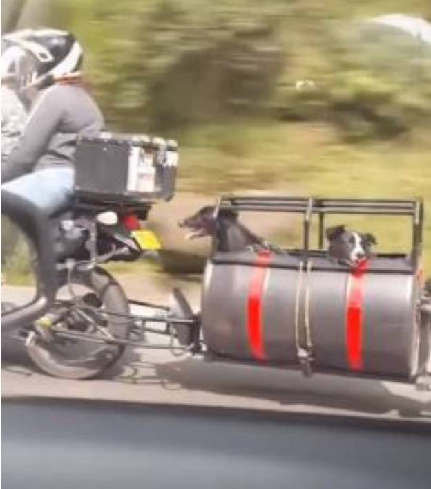 Jovens-adaptam-moto-para-viajar-com-os-cachorros
