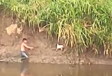 Jovens se jogam em um rio com crocodilos para resgatar um cachorrinho que ninguém queria salvar