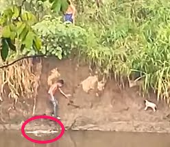 Jovens se jogam em um rio com crocodilos para resgatar um cachorrinho que ninguém queria salvar