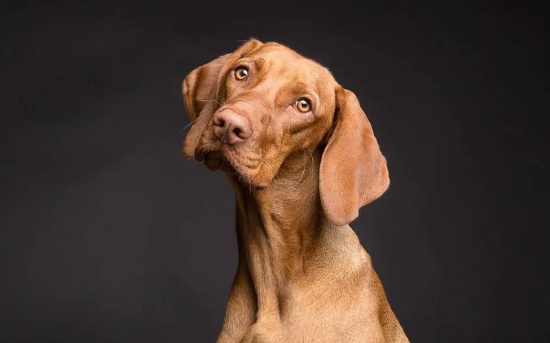 linguagem-facial-e-corporal-dos-cachorros