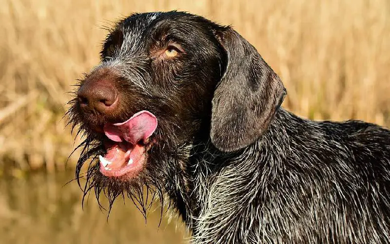 linguagem-facial-e-corporal-dos-cachorros