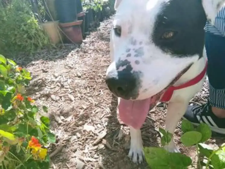 menina-se-emociona-ao-ganhar-cachorro-que-viu-em-site